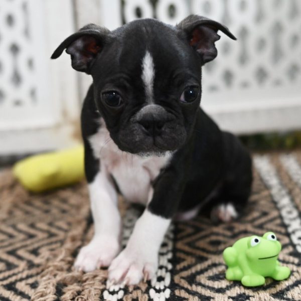 Bosco, Boston Terrier