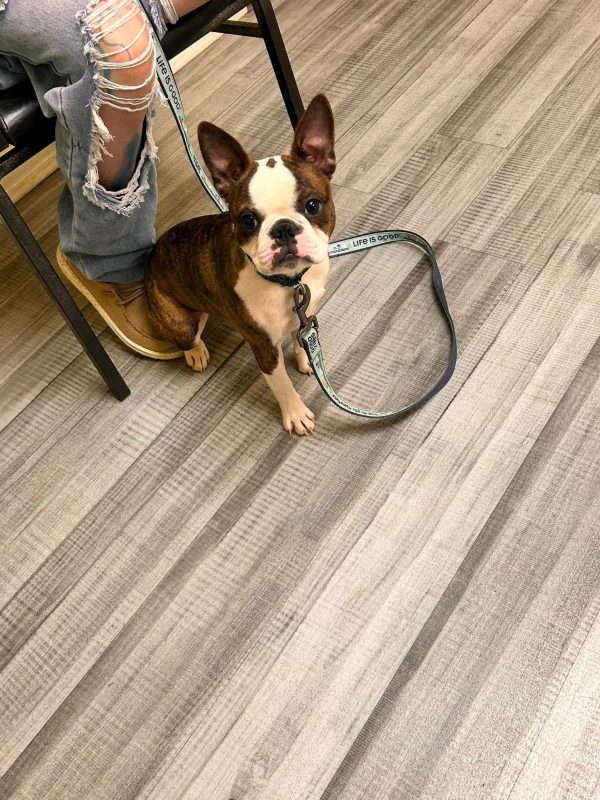 Teddy, Boston terrier