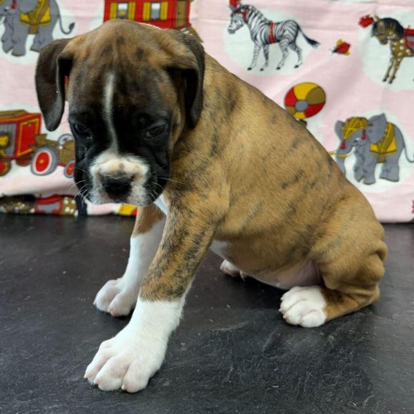 Lily, Boxer
