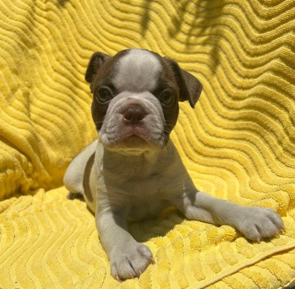 Riley, Boston terrier
