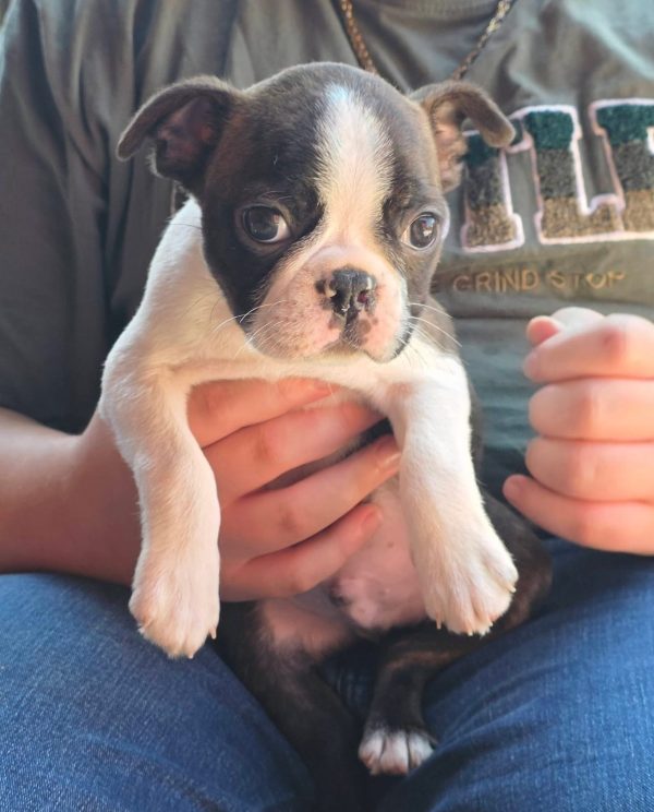 Theo, Boston terrier