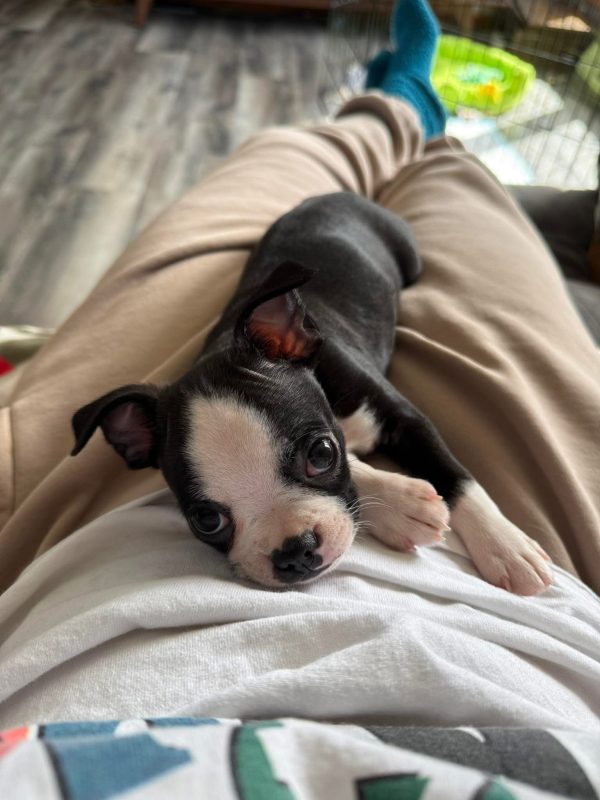 Ollie, Boston terrier