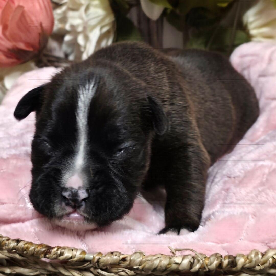 Lena