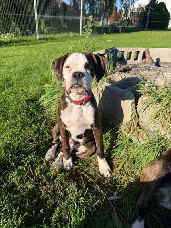Neily, Purebred boxer