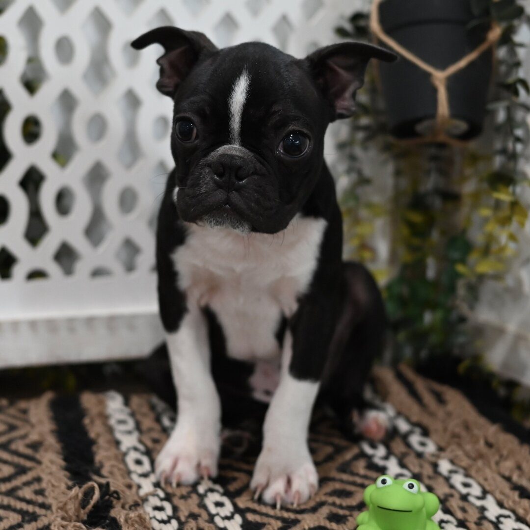 Bosco
