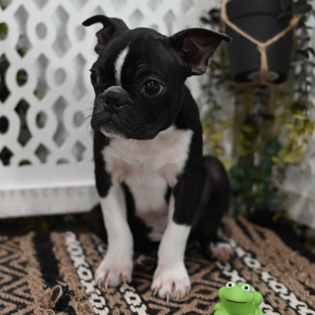 Bosco