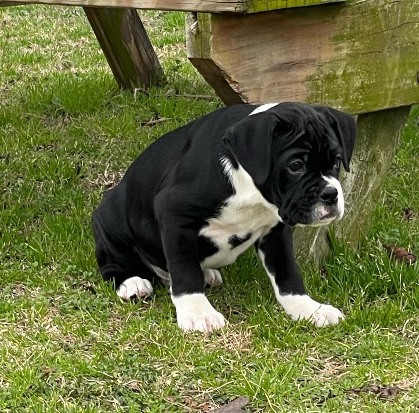 Rexie