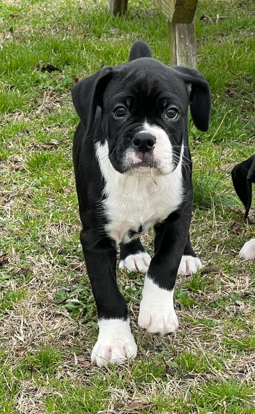 Rexie