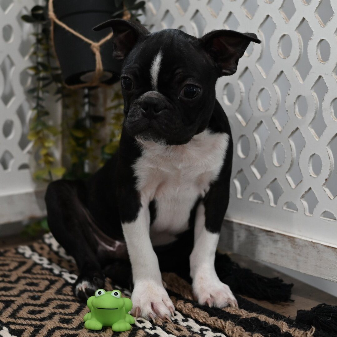Bosco