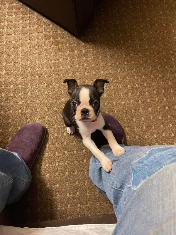 Bailey, Boston