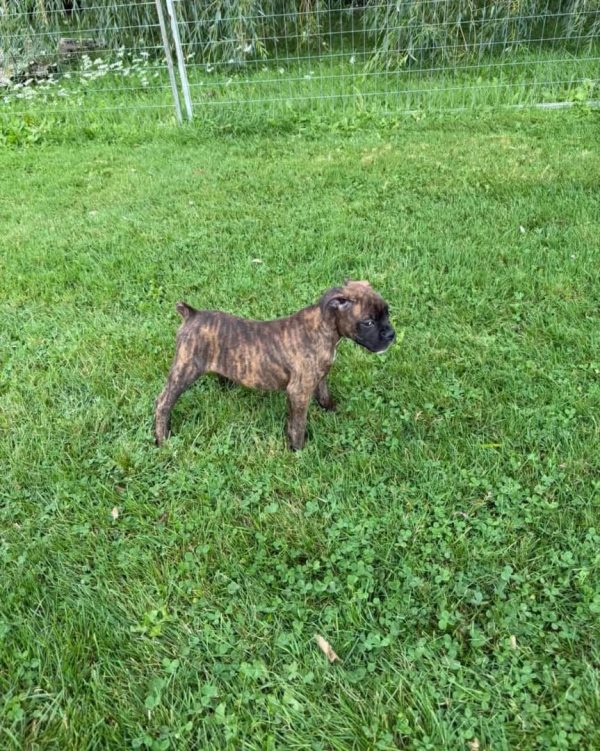 Mosley, Purebred boxer