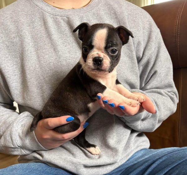 Charlie, Boston terrier